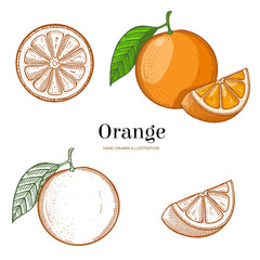 Two hand drawn oranges and three slices isolated on white background. Vegetarian, organic food. Vector Illustration.