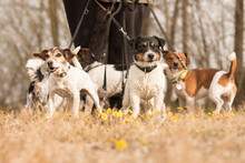 A Pack Jack Russell Terrier. Dog Sitter Is Walking  With Many Dogs On A Leash In The Beautiful Nature In The Season Spring.