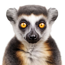 Ring-Tailed Lemur Isolated On Transparent Background Cutout