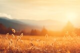 Fototapeta Natura - Beautiful golden meadow in the fog at sunrise. Nature background with copy space.