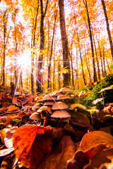 Autumn in La Fageda D En Jorda Forest, La Garrotxa, Spain