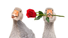 Goose Giving A Rose To A Shy Goose Isolated On White Background