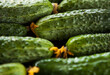 fresh ripe green cucumbers