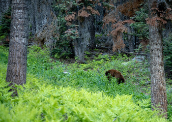 Wall Mural - Black Bear Grazes in Sequoia Meadow