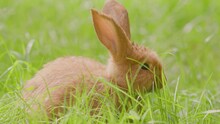 Close-up Of The Red Rabbit On Green Grass. Domestic Decorative Rabbit Outdoors Nibbling Grass. Little Rabbit. Communication With Nature And Caring For Animals.