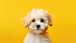 Cute puppy dog on yellow background