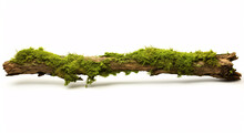 Lush Moss On A Deteriorating Branch, Set Against A White Background.
