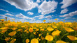 field of yellow poppy flowers