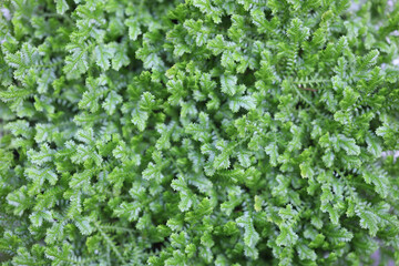 Wall Mural - Delicate green fern leaves background