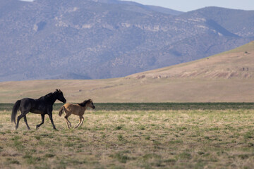 Poster - Wild Horse Mare and Foal in the Utah Desert