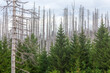 Das durch den Klimawandel bedingte großflächige Waldsterben in Deutschland am Beispiel der Fichtenwälder des Oberharzes.
