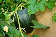 A Large Green Pumpkin On A Branch Among Green Leaves With Yellow Flowers On A Background Of Burlap On A Garden Plot . The Concept Of Growing Eco-friendly Food At Home