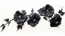 Black Hollyhock Isolated On White Background. Black Color Hollyhock Flower