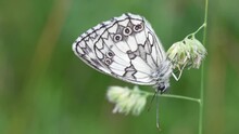 Melanargia Galathea Is A Species Of Lepidoptera Also Known As The Northern Mole. Black And White Butterfly.