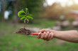 Hand holding a shovel digging soil with a small plant. The concept of reforestation and nature restoration.