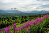 Fototapeta Góry - Beautiful scenery with Alaska Mountains with the Fireweed in the foreground