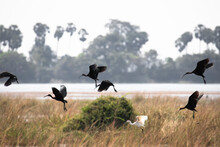 Glossy Ibis Flock Flying Over The Fields