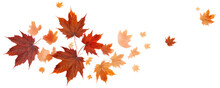 red and orange maple autumn leaves isolated transparent. border or banner.