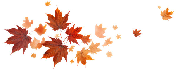 Wall Mural - red and orange maple autumn leaves isolated transparent. border or banner.