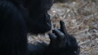© 96digital - black gorilla. Black gorilla showing middle finger in zoo.