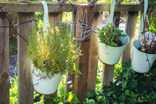 Vintage Herb Planters Hanging On Wooden Fence