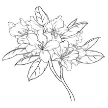 Flowering Branch Of Rhododendron With Flowers And Leaves. Black And White Hand Drawn Illustration, Stained Glass, Coloring