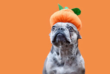 Funny French Bulldog Dog With Halloween Pumpkin Hat On Orange Background