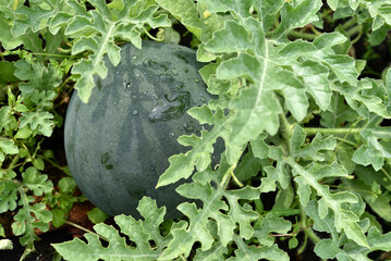 Wall Mural - Green ripe watermelon on a bush in the garden. Watermelon fruit in raindrops in summer.