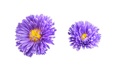 Wall Mural - set of purple aster flower isolated on white or transparent background