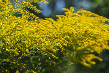 Wall Mural - Yellow flowers of goldenrod. Solidago canadensis, known as Canada goldenrod or Canadian goldenrod. Place for text.