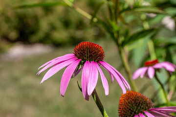 Wall Mural - Close up view of pink color purple coneflowers (echinacea purpurea) in a sunny yard with defocused background