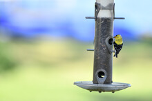 Yellow Goldfinch Bird On The Backyard Feeder