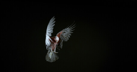 Wall Mural - galah, eolophus roseicapilla, adult in flight against black background