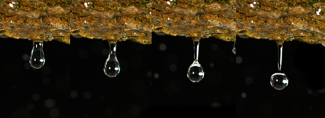 Canvas Print - Rain falling on Branch, Normandy