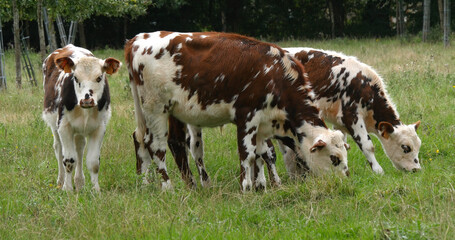 Wall Mural - Normandy Cattle, Cows in Meadow, Normandy