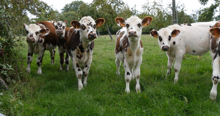 Wall Mural - Normandy Cattle, Cows in Meadow, Normandy