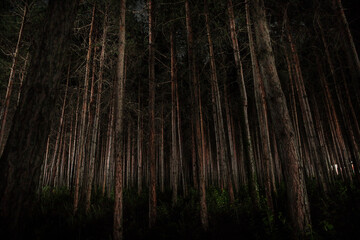Wall Mural - magical lights sparkling in mysterious forest at night. Nightmare pine forest.