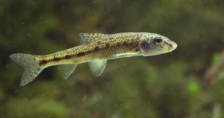 Wall Mural - gudgeon, gobio gobio, adult swimming, dordogne in france