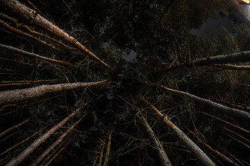 Wall Mural - Pine trees in the night sky at forest. Beautiful night in wild forest.