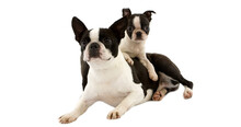 Boston Terrier Dog, Female With Pup Against White Background