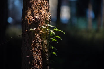 Wall Mural - Bark of tree at the dark forest at night. Long exposure photo of tree bark. Selective focus