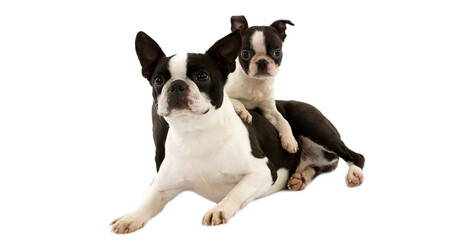 Boston Terrier Dog, Female with Pup against White Background