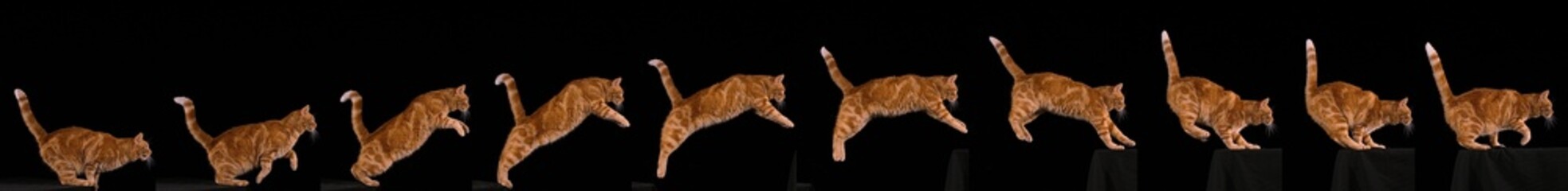 Wall Mural - red tabby domestic cat, adult leaping against black background