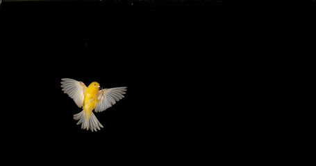 Wall Mural - yellow canary, serinus canaria, adult in flight against black background