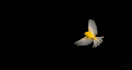 Wall Mural - yellow canary, serinus canaria, adult in flight against black background