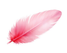 Pink Feather Isolated