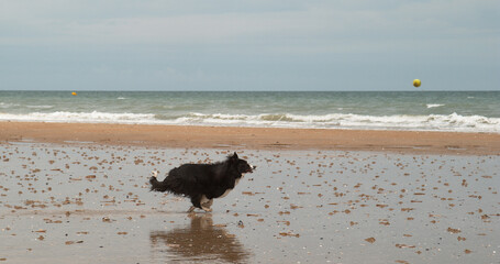 Wall Mural - border collie dog, male running on the beach, normandy