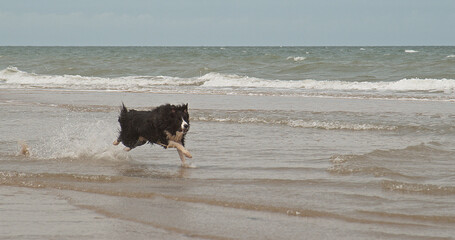 Wall Mural - border collie dog, male running on the beach, normandy