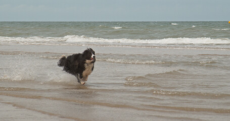 Wall Mural - border collie dog, male running on the beach, normandy
