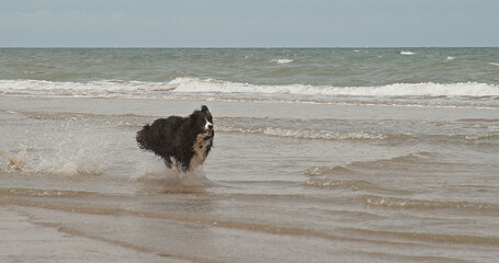 Wall Mural - border collie dog, male running on the beach, normandy